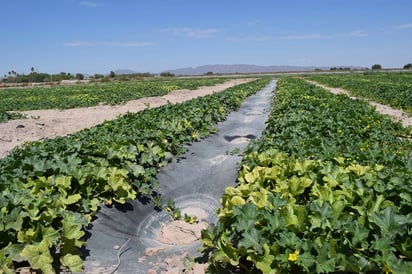 Regulación. Buscan regular la superficie a sembrar en cada cultivo que se siembra en la región.