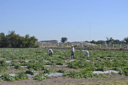 Trabajo. A partir del mes de marzo empiezan las cosechas en campos de la región y arriban los jornaleros para trabajar. (ARCHIVO)