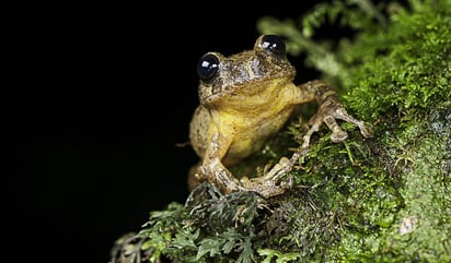 Más de 168 especies de anfibios se han extinguido en las últimas décadas y de las 7,000 especies que se calcula que aún viven, el 33 % está en peligro de extinción y el 41 % experimenta una disminución considerable de población. (ARCHIVO)