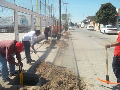 Plantas. Alistan una campaña de reforestación y este año la meta es plantar 12 mil árboles en todo el municipio. (ARCHIVO)