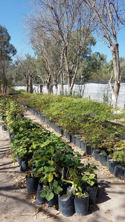 Especies. Los podrán recoger en el vivero parque Las Auras o en el vivero ubicado en Raymundo. (DIANA GONZÁLEZ)