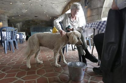 Los animales podrán entrar a restaurantes localizados en áreas específicas de la ciudad. 