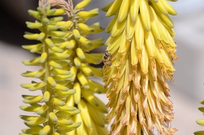 Apoyo. Solicitan a Sagarpa investigar posibles daños en las abejas por pesticida utilizado en el sorgo. (Jorge Téllez)