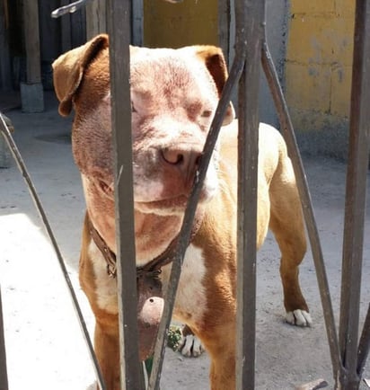 Crisis. Ataques de perros pitbull han preocupado a las autoridades y la sociedad. (EL SIGLO DE TORREÓN)