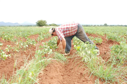 Actitud. Los productores no quieren esperar  para que se les autoricen las semillas dentro de la reconversión.