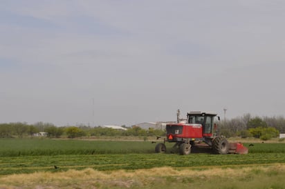 Alternativa. Propondrán a agricultores de Lerdo, cultivar espárragos como opción rentable que será establecida por contrato.