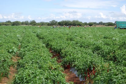 Acciones. Autoridades de Sanidad Vegetal buscan que las plagas no afecten los cultivos que se han dañado en los últimos años.