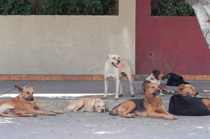 Dato. Los perros atacan debido a una mal crianza o cuando son agredidos primero, según se informó.