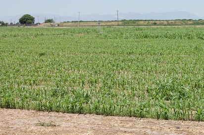 Ilegal. Comisariados rentaron y vendieron ilegalmente los derechos de agua de sus ejidatarios. (EL SIGLO DE TORREÓN)