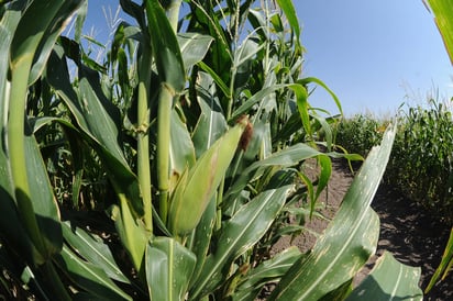 Maíz. Se apoyará a los productores de maíz de La Laguna con un paquete tecnológico para la compra de insecticidas. (ARCHIVO)