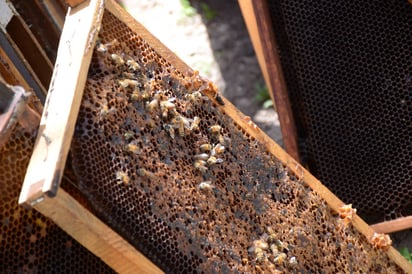 Definitiva. Quieren saber si plaguicidas mataron a las abejas de La Laguna. (EL SIGLO DE TORREÓN)