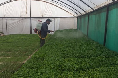 Cuidados. La plántula de chile ha sido muy cuidada durante su proceso de crecimiento.