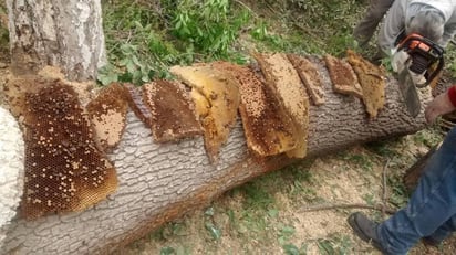 Abejas. En marzo cayó un enjambre en la plaza principal y las abejas picaron a personas. Protección Civil acudió. (ARCHIVO)