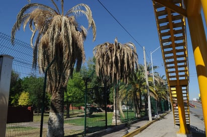 Contingencia. La mayor parte de las especies de palmas que hay en el área urbana de Torreón están enfermas y morirán. (Ramón Sotomayor)