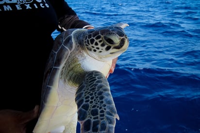 Durante la temporada 2015 se liberaron 200 mil 812 crías de la tortuga blanca, se resguardaron dos mil 964 nidos y se contabilizaron y protegieron 202 mil 269 huevos. (ARCHIVO)