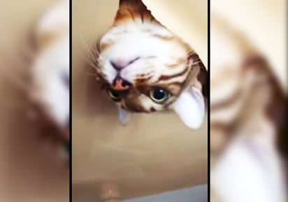 El gato fue 'pescado' por su dueña en plena travesura. (YOUTUBE)