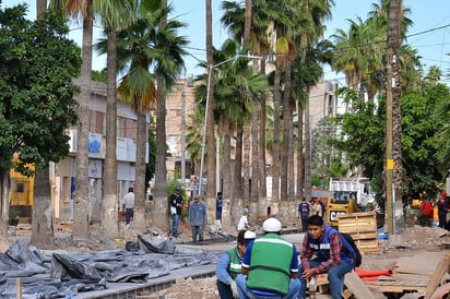 Muestreo. Personal del Senasica realizó muestreos en las palmas de la Morelos que tienen más de 50 años de vida. (EL SIGLO DE TORREÓN)