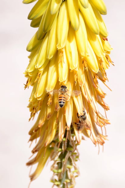 Biodiversa. En esta ocasión, las conferencias y talleres estarán enfocadas a los polinizadores. (ARCHIVO)