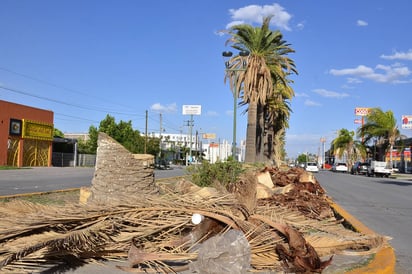Sin cuantificar. Medio Ambiente de Torreón desconoce el impacto ambiental de muerte de palmas. (EL SIGLO DE TORREÓN)