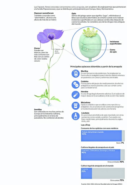 Amapolas para combatir el dolor