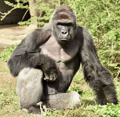 Harambe fue baleado por un equipo especializado de respuesta del zoo que temía por la seguridad del niño. (ARCHIVO)