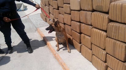 Ayuda. Hágata es la canino de la Policía de Torreón, que logró ubicar la marihuana dentro del falso camión rotulado de CFE. (EL SIGLO DE TORREÓN)