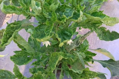 Aspecto. Así lucen las plantas de chile afectadas por la virosis, lo que significa que no queda otra que tumbarlas antes de que la plaga afecte toda la siembra.