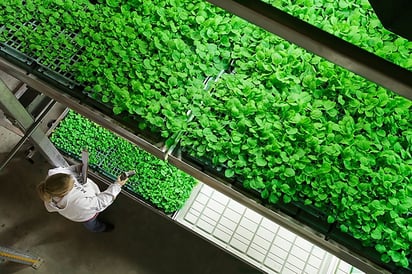 Diseñaron un procedimiento para que las plantas de tabaco puedan producir el precursor químico de la artemisinina, el mejor medicamento contra dicha enfermedad. (ARCHIVO)