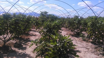 Producción. Comenzaron a levantar la cosecha del higo en la región, ya que a causa del clima el fruto madura más rápido.