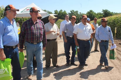 Demostración. Acude Sagarpa a parcelas de la Cooperativa Agropecuaria para conocer el trabajo que se está haciendo. (CORTESÍA)