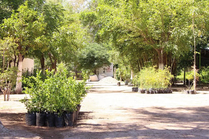 Árboles. El personal de la Dirección de Medio Ambiente y Ecología de Lerdo se encuentra reforestando el primer cuadro. (EL SIGLO DE TORREÓN)