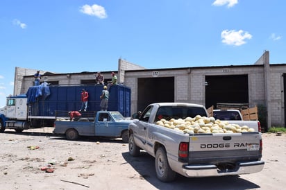 A la baja. Ayer el precio del melón estuvo en dos pesos kilo, pero los campesinos prevén que el precio siga disminuyendo. (MARY VÁZQUEZ)