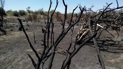 Resaltaron la necesidad de que la región proteja y conserve los bosques tropicales, los humedales, los arrecifes al mismo tiempo que se promueva el desarrollo social y humano. (ARCHIVO)