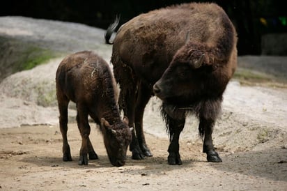 De acuerdo con la Secretaría de Medio Ambiente (Sedema) el mamífero rebasaba los 24 años de edad, por lo que se encontraba en etapa geriátrica. (ARCHIVO)


