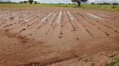 Daños. Ahora fue en el sur de Cuencamé donde una granizada dañó y destruyó alrededor de mil 500 hectáreas de este cultivo.