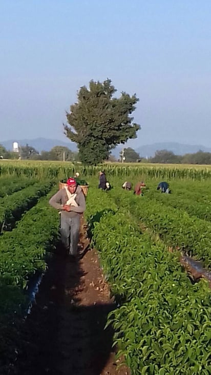 Empleos. En Poanas se perdieron cientos de empleos por el daño que sufrió la cosecha de chile por plaga y el exceso de humedad.