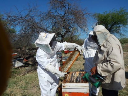 Abejas. El proyecto Alas de Vida busca repoblar 300 colmenas con los más de 250 mil pesos recaudados en dos meses. (ARCHIVO) 