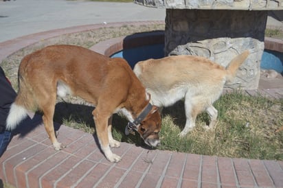 Mascotas. Esto corresponde a la necesidad que hay en las comunidades rurales de Lerdo. (ARCHIVO)