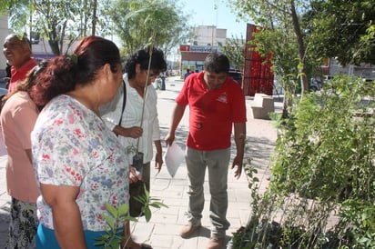 Producción. En el Vivero Municipal se cuenta con suficientes árboles para repartir. 
(EL SIGLO DE TORREÓN)