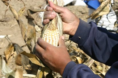 Complicado. Se ve cada vez más lejana la posibilidad de que México sea otra vez autosuficiente en alimentos del campo. (ESPECIAL)