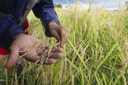 Los productos orgánicos deben su pureza a la agricultura orgánica, la cual prohíbe el uso de pesticidas y cualquier otro tipo de químicos para su producción. (ARCHIVO)