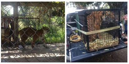 Rescate. Profepa lo envió al Zoológico de Morelia.