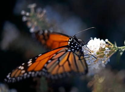 Temporada. Las mariposas permanecerán hasta marzo.