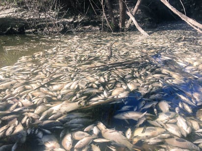 Primeros resultados. Un estudio muestra que el agua se encontraba dentro de los límites de la normalidad.