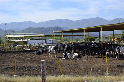 Dicen. Durante el año que termina ganaderos del sector social han perdido más de 15 mil millones.