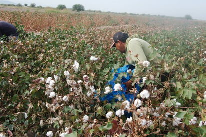 Algodón. Este año podrían sembrar los productores más del doble pero esto no es muy favorable por las condiciones y el mercado. (ARCHIVO)