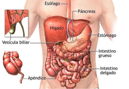 Podría proteger las bacterias beneficiosas que viven en el intestino. (INTERNET)