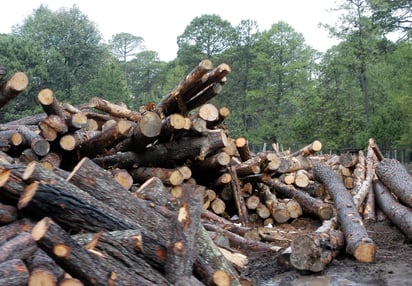 Impacta. La falta de interés de las autoridades y de los habitantes ha impactado en la pérdida de la riqueza natural.