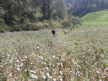 Realizaron operativos terrestres y aéreos que permitieron localizar un terreno con 25 plantas sembradas por metro cuadrado, con una altura promedio de 83 centímetros. (ARCHIVO)