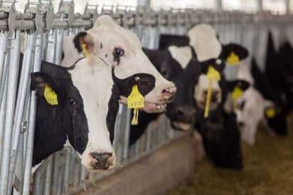 Ya se lanzó la convocatoria del laboratorio de mejoramiento genético bovino con el cual se dará apoyo al sector agropecuario.